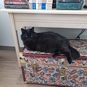 Meet your Posher, Anne